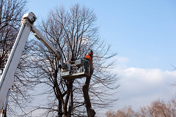 Best Root Management and Removal  in Tahoka, TX